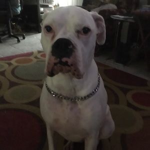 Meet your Posher, Rose